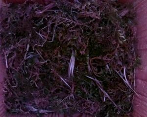 20230520-1730-nistkasten