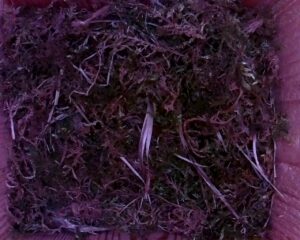 20230521-0730-nistkasten